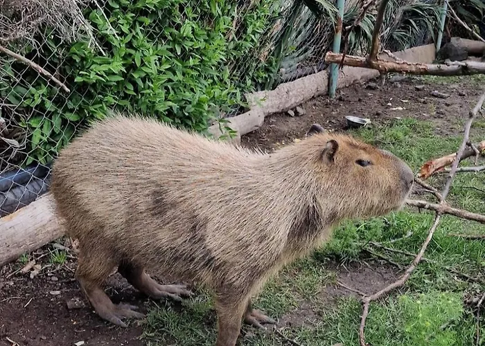 Viriks Han/Misafirhane