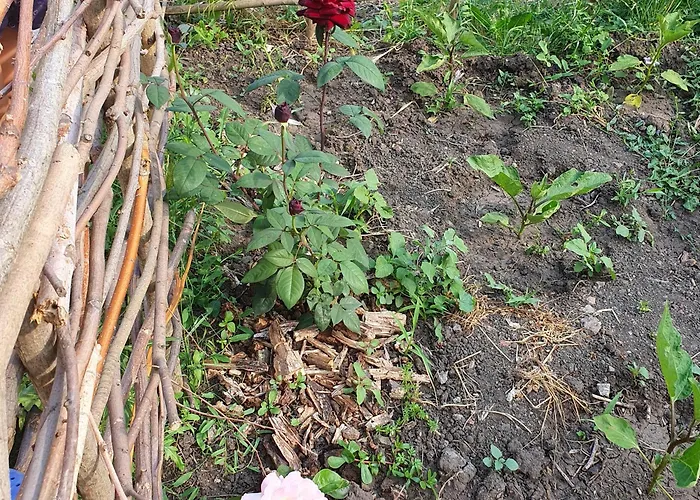 Viriks Han/Misafirhane Burgaz