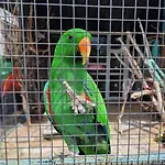 Viriks 3* بورغاس